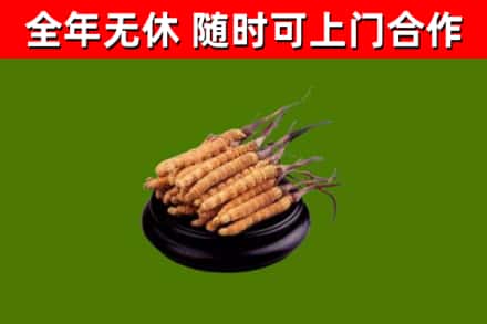 海丰县烟酒回收冬虫夏草.jpg